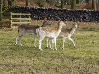 BradgatePark18.jpg