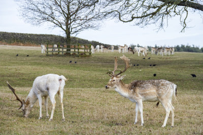 BradgatePark27.jpg