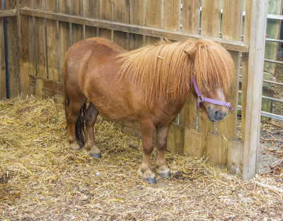 AshEndHouseFarm23.jpg