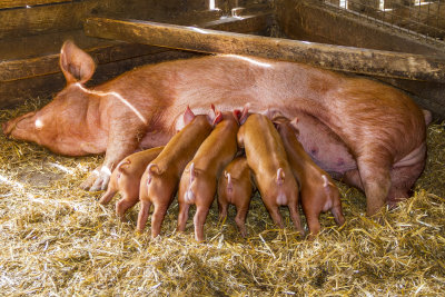 AshEndHouseFarm33.jpg