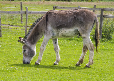 AshEndHouseFarm40.jpg