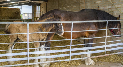 AshEndHouseFarm50.jpg