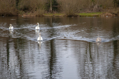 MorningWalk11.jpg