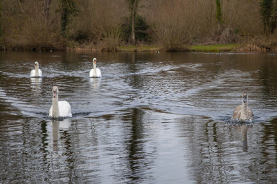 MorningWalk12.jpg