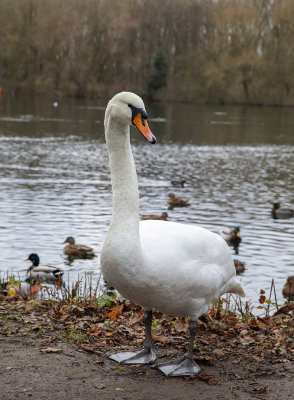 MorningWalk57.jpg