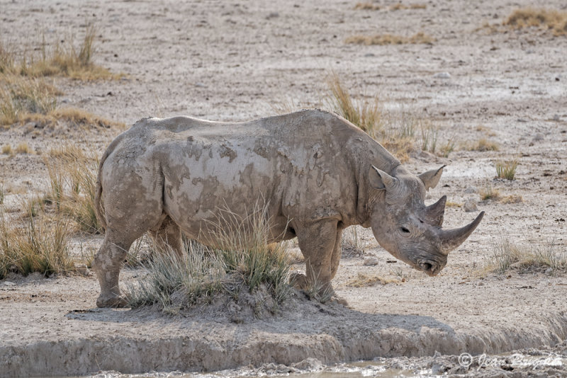 Etosha Rserve