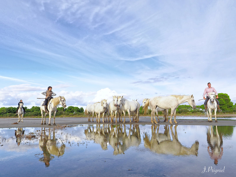 Camargue 2022