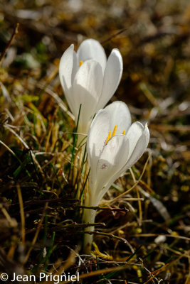 Crocus blanc
