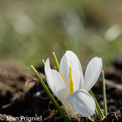 Crocus blanc