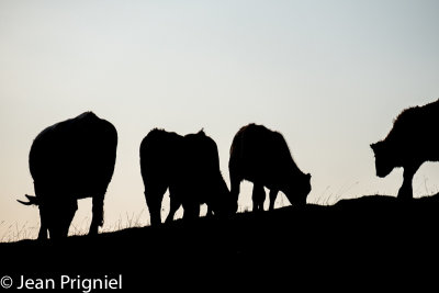 Aubrac 2019