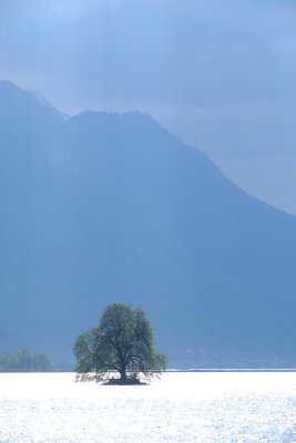 L'arbre du Lman