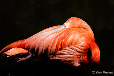 Beauval 2019