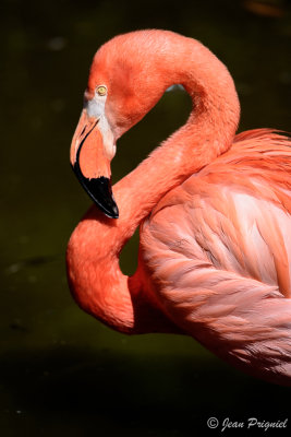 Beauval 2019