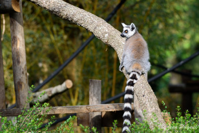 Beauval 2019