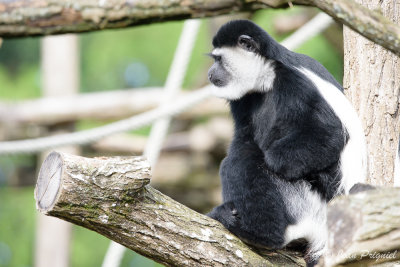 Beauval 2019