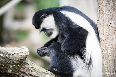 Beauval 2019