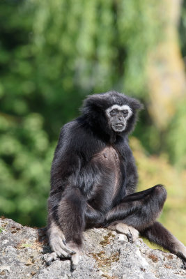 Beauval 2019