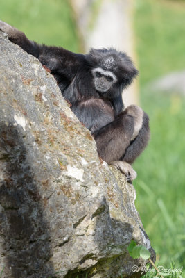 Beauval 2019
