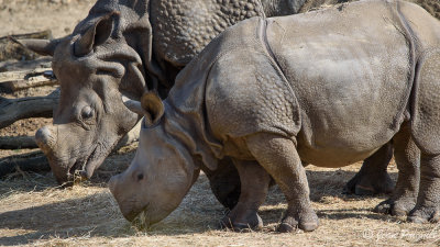 Beauval 2019