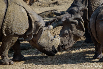 Beauval 2019