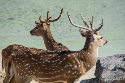 Beauval 2019