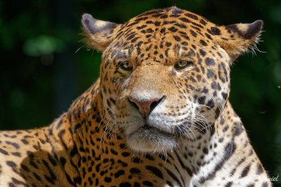 Beauval 2019