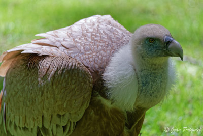 Beauval 2019