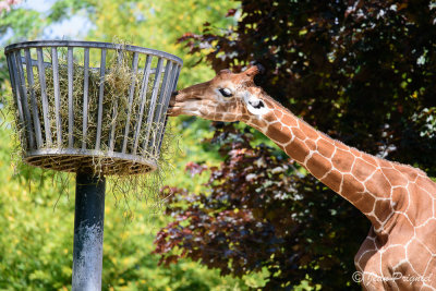 Beauval 2019