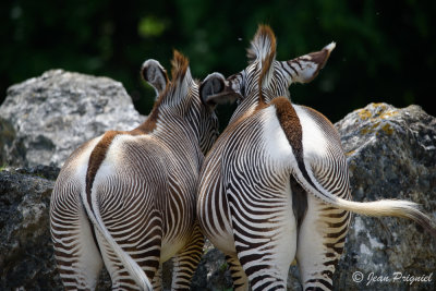 Beauval 2019