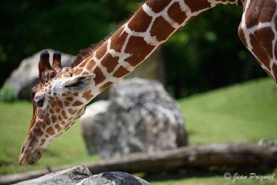 Beauval 2019