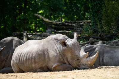 Beauval 2019