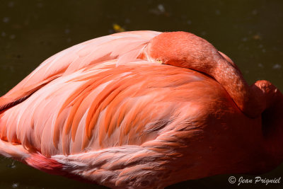 Beauval 2019