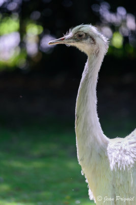 Beauval 2019