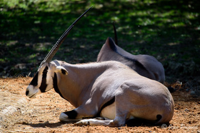 Beauval 2019