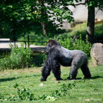 Beauval 2019