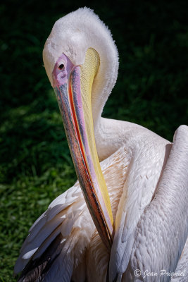 Beauval 2019