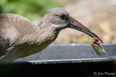 Beauval 2019