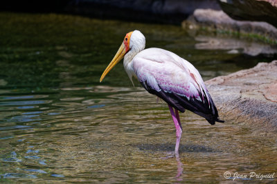 Beauval 2019