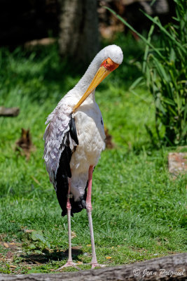 Beauval 2019