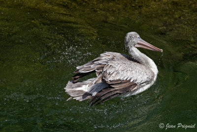 Beauval 2019