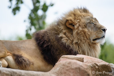 Beauval 2019