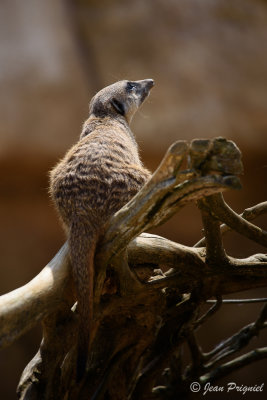 Beauval 2019