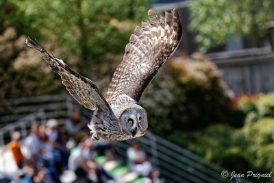 Beauval 2019