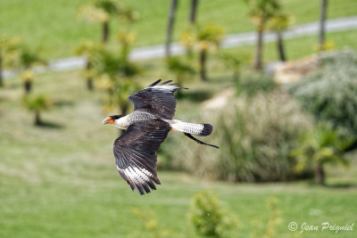 Beauval 2019