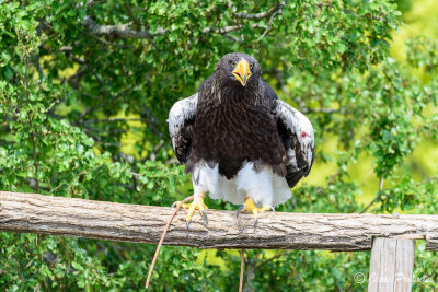 Beauval 2019