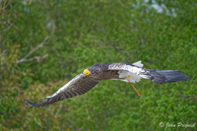Beauval 2019