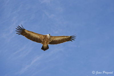 Beauval 2019