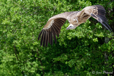 Beauval 2019