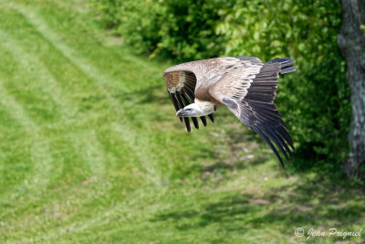 Beauval 2019