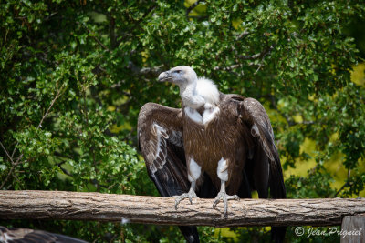 Beauval 2019